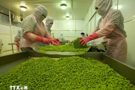 安江蔬水股份公司大豆加工链。图自越通社