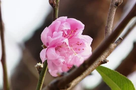 日新桃花是春节期间河内的文化象征