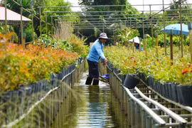 大棚花卉——同塔省沙沥花村的高效栽培模式