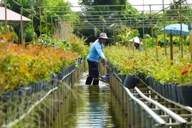 大棚花卉——同塔省沙沥花村的高效栽培模式