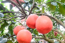 春节市场走俏 “进王柚”成消费者抢购热门水果