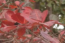 榄仁树落叶季的昆岛浪漫至极