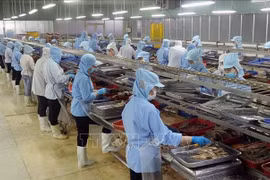 坚江贸易股份公司水产品加工厂。图自越通社
