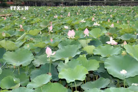 莲花盛开吸引游客赴宁平省观光游览