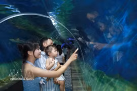 游客们在芽庄海洋学研究所了解海洋环境和生物。图自越通社