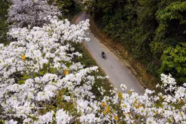羊蹄甲花开扮靓西北山林 成为奠边旅游名片