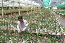 沙沥花村进入年底生产旺季
