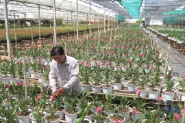 沙沥花村进入年底生产旺季