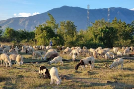 庆和省：自然与文化体验旅游吸引游客