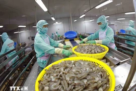 出口虾加工链。图自越通社