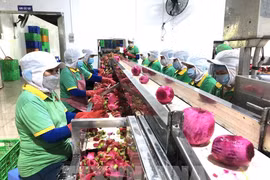 火龙果加工链。图自越通社
