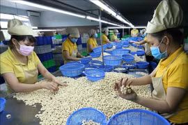 越南腰果出口额有望达45亿美元。图自越通社