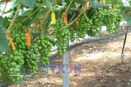奠边省加快推进科学技术在农业生产中的应用