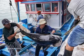 庆和省渔民严格遵守捕捞法律规定 出海归来鱼满仓