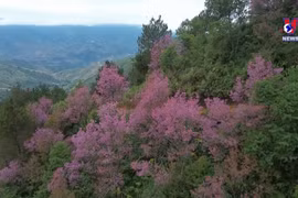 跟随春天的脚步，感受木江界野桃花之美