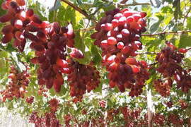宁顺省：鲜食葡萄种植效益稳步提升