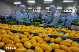 芒果加工环节。图自越通社