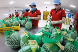 绿皮柚子正式出口至澳大利亚。图自越通社