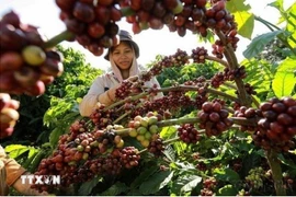 咖啡价格单周暴涨18%。图自越通社