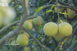 绿色信贷突破：为越南可持续增长疏通资金流