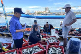 寿光渔港管理队工作人员在渔船抵达港口时检查渔获量。图自越通社