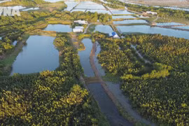 胡志明市平庆乡：助推水椰树汁开发 共谋绿色发展新路径