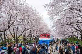 韩国樱花节。图自韩国旅游发展局