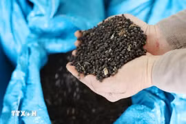 胡椒出口保持超过25%的增长势头。图自越通社