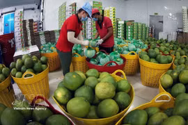 为越南果蔬出口至中国开辟“绿色通道”