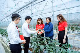 越南多家银行提供绿色信贷服务，鼓励顾客加大对高新技术农业生产的投资力度。图自nhandan.vn