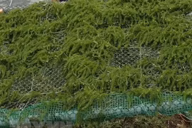 金色马尾藻季来临 平定省仁海渔村成为夏日打卡胜地