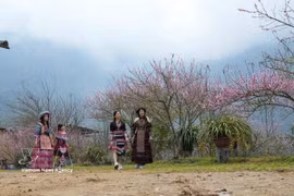 水湖社区旅游村桃花盛放迎新春