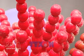 体验中国年俗文化 河内学子乐在其中