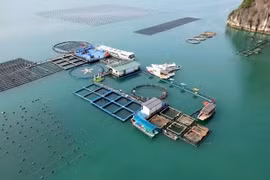 STP集团在广宁省云屯的高科技海水养殖场。图自nhandan.vn