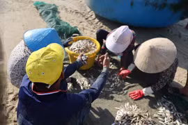 胡志明市渔民喜获叶鲱丰收