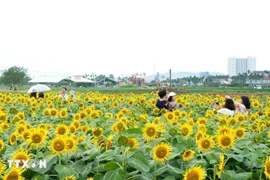 广义省安富乡的向日葵花田近日成为“打卡热点”。图自越通社