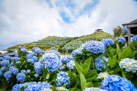 谅山省母山峰顶上的绣球花竞相盛放 美到震撼