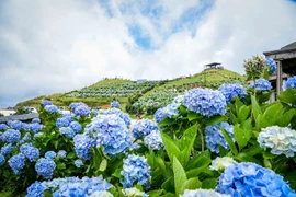 谅山省母山峰顶上的绣球花竞相盛放 美到震撼