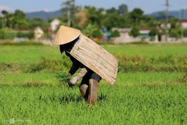 蓑衣（Suōyī），一种用干棕榈叶制成的乡村服装，不仅是数百年来河静省春禄乡安乐村村民防晒防雨的常用物品。图自越通社