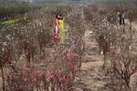 春节即将来临，河内市日新桃花村又迎来了一拨又一拨来观赏花的客人。（图片来源：越南《人民报》）