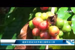 越南有望成为世界最大咖啡出口国