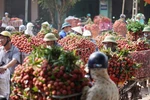 越南北江省各大荔枝园迎来丰收季（组图）