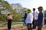 奠边府遗迹群参观高峰期开门迎客