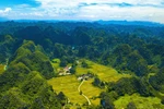宁平省金色稻田环绕泰韦古寺的美景(组图）