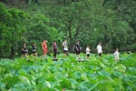 越南旅游：宁平省碧洞莲花季节（组图）
