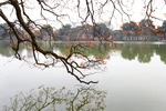 河内还剑湖大叶紫薇出嫩叶的浪漫季节（组图）