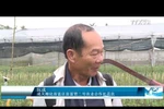 承天顺化省花农忙碌栽培 让花卉正当春节绽放 