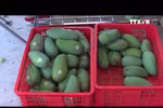 中国是越南芒果的最大出口市场