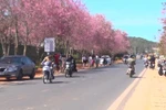 大叻市冬樱花盛开 满街姹紫嫣红