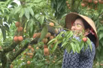 越南荔枝出口市场占有率位居世界第二